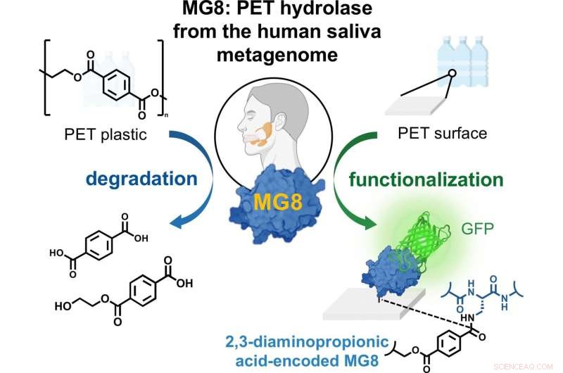 Human Saliva Enzyme Breaks Down PET Plastic: A Microbial Degradation Breakthrough