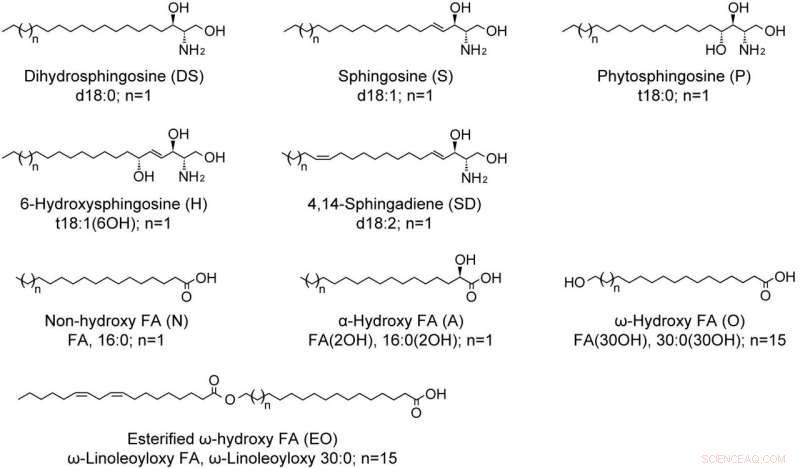 Scientists Map the Complete Ceramide Profile of Human Skin s Stratum Corneum