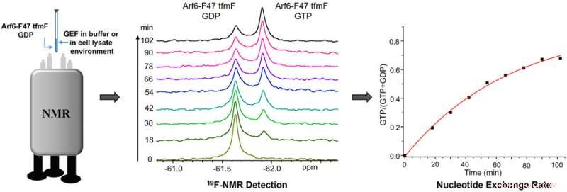 Fast 19F NMR Technique Detects Arf6 GEF Activity with Precision