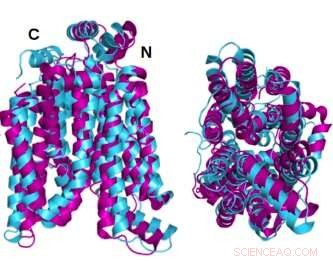 Groundbreaking Study Converts GLUT1 Glucose Transporter into Water‑Soluble Variant