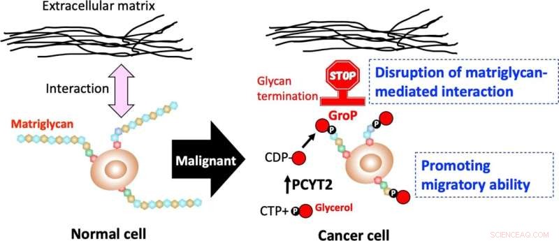 Glycerol Phosphate Blocks Glycan Extension, Promoting Cancer Cell Migration