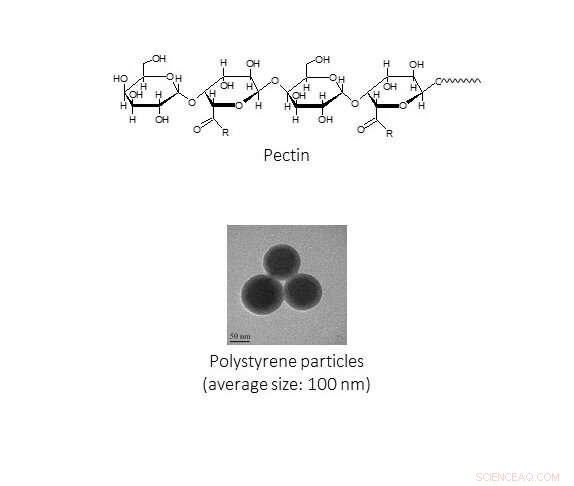 Pectin s Impact on Nanoplastic Aggregation in Water: A Recent Study