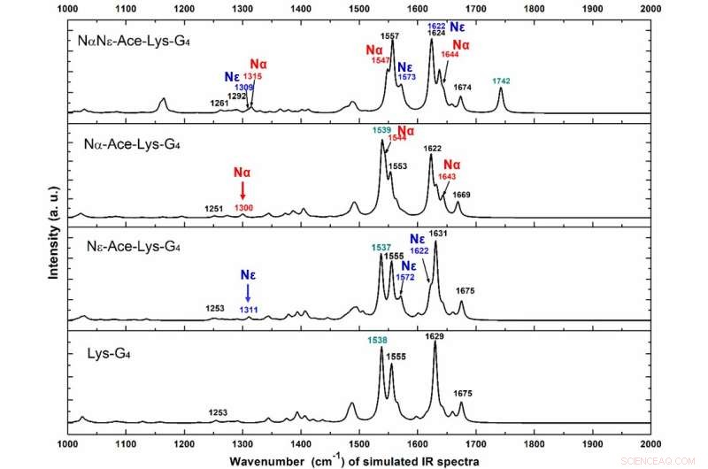 Raman & Infrared Spectroscopy Distinguish Acetylated Lysine Variants