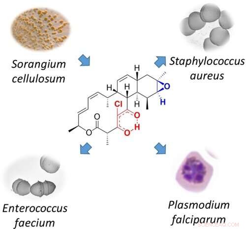Potent Antimicrobial Chlorotonil Analogs Target MRSA and Malaria Parasite
