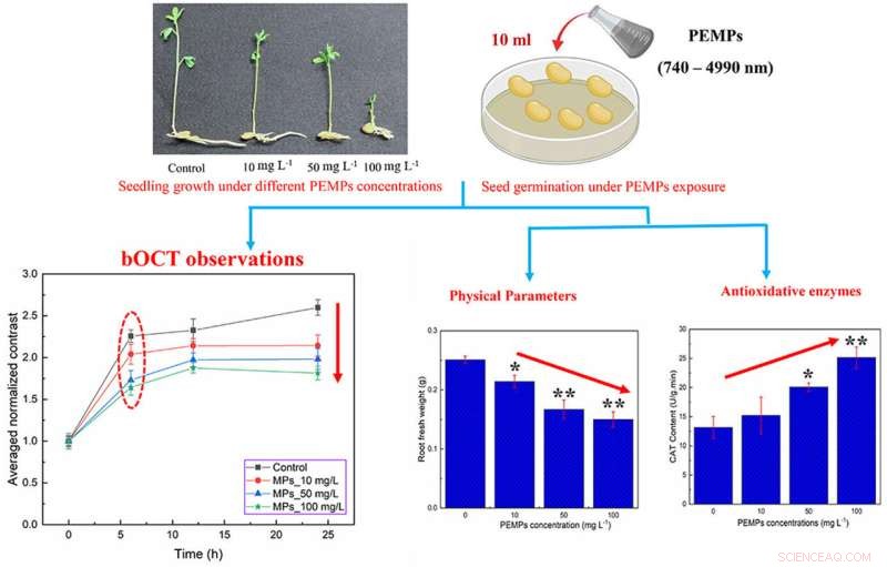 Microplastics Inhibit Lentil Seedling Growth by Disrupting Germination and Boosting Antioxidant Enzymes
