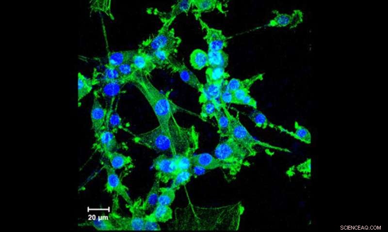 Breakthrough in Cryopreservation Paves Way for Safer Organ Storage