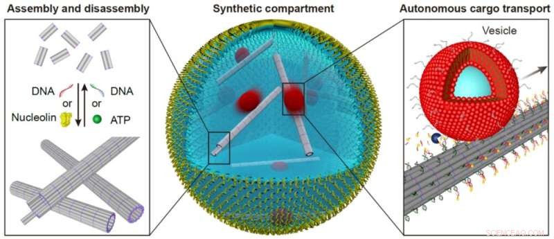 Advancing Synthetic Cells: DNA Cytoskeletons Enable Reversible Assembly & Cargo Transport