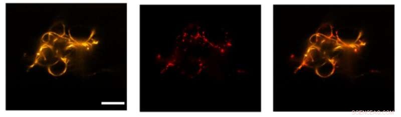 Advancing Synthetic Cells: DNA Cytoskeletons Enable Reversible Assembly & Cargo Transport
