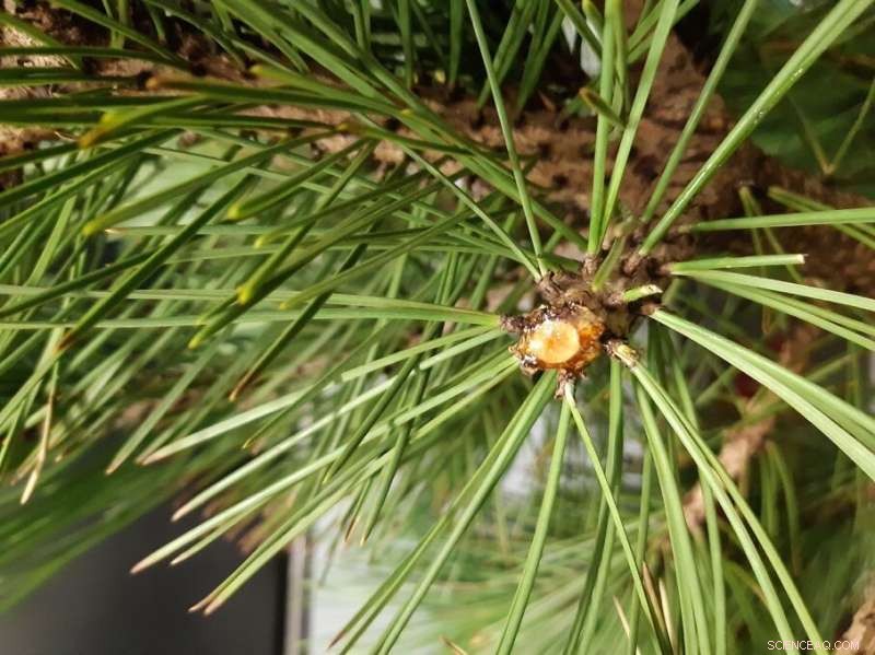 Rapid, Real-Time Identification of Damaged Plants and Counterfeit Perfumes via Chiral Signature Analysis