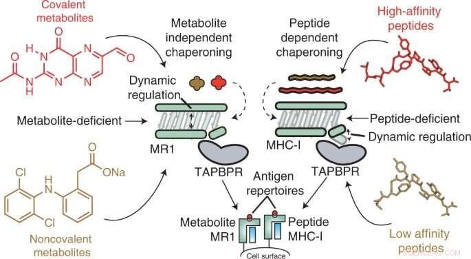 New Study Deciphers MR1 s Role in Antigen Processing, Paving the Way for Cancer Immunotherapy