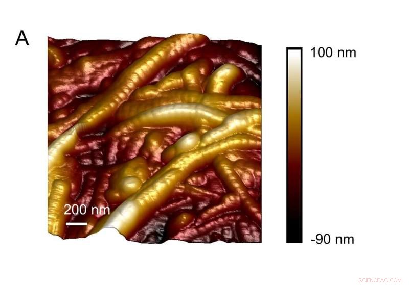 Innovative Exfoliation Method Restores Piezoelectric Properties in Biodegradable Biomaterials