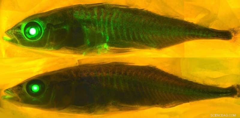 AI Breakthrough: Predicting Protein Fluorescence Through Chemical Modeling