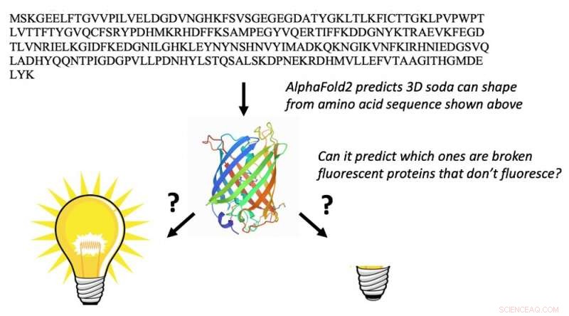 AI Breakthrough: Predicting Protein Fluorescence Through Chemical Modeling