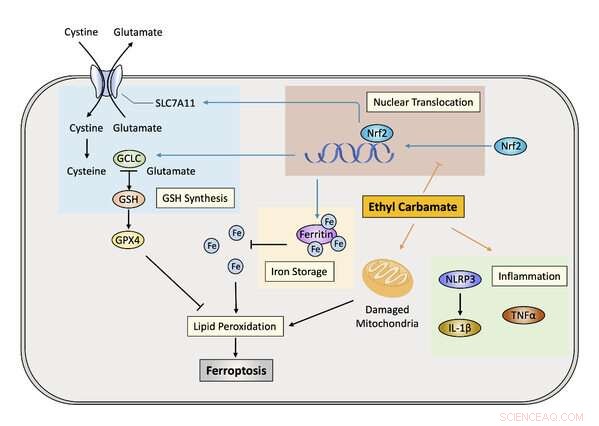 Scientists Uncover Mechanism Behind Ethyl Carbamate Toxicity in Fermented Foods