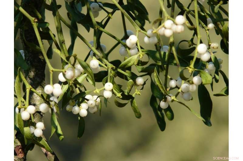 Mistletoe Berries: Unlocking Nature’s Biological Super Glue for Medical and Technological Innovation