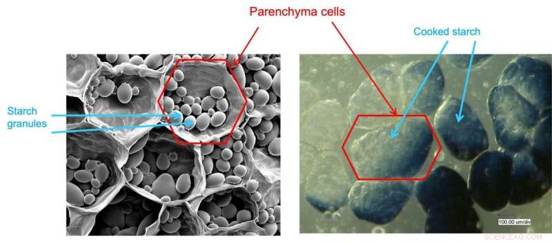 Revolutionary Potato Processing Technique Promises Healthier Starch Digestion