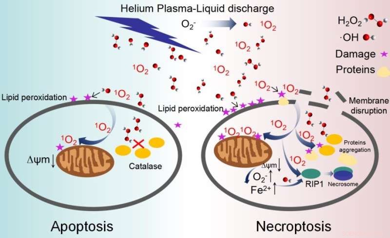 Singlet Oxygen: A Crucial Driver of Synergistic Antimicrobial Mechanisms