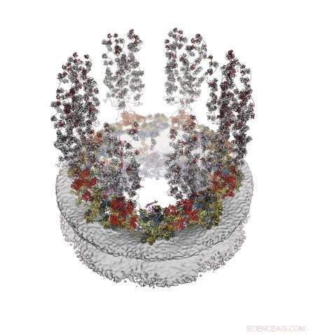 Unveiling Cellular Secrets: Atom‑by‑Atom Insights into a Key Cellular Component