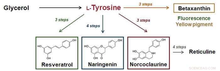 Engineering a Tyrosine-Rich Yeast Chassis for Sustainable, High-Yield Production of Valuable Compounds