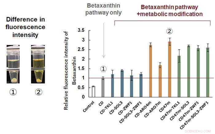 Engineering a Tyrosine-Rich Yeast Chassis for Sustainable, High-Yield Production of Valuable Compounds