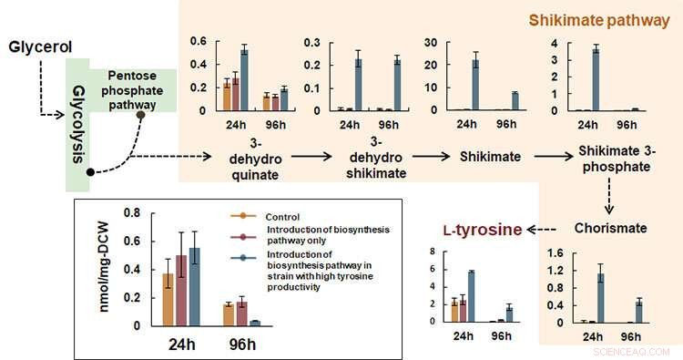 Engineering a Tyrosine-Rich Yeast Chassis for Sustainable, High-Yield Production of Valuable Compounds
