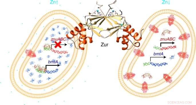 How Marine Cyanobacteria Regulate Zinc Uptake: New Oceanic Insights