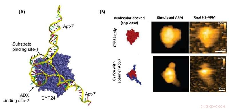 Apt-7 Aptamer Identified as Potent CYP24 Inhibitor for Anticancer Therapy