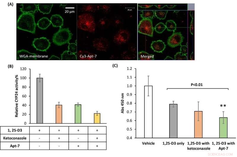 Apt-7 Aptamer Identified as Potent CYP24 Inhibitor for Anticancer Therapy