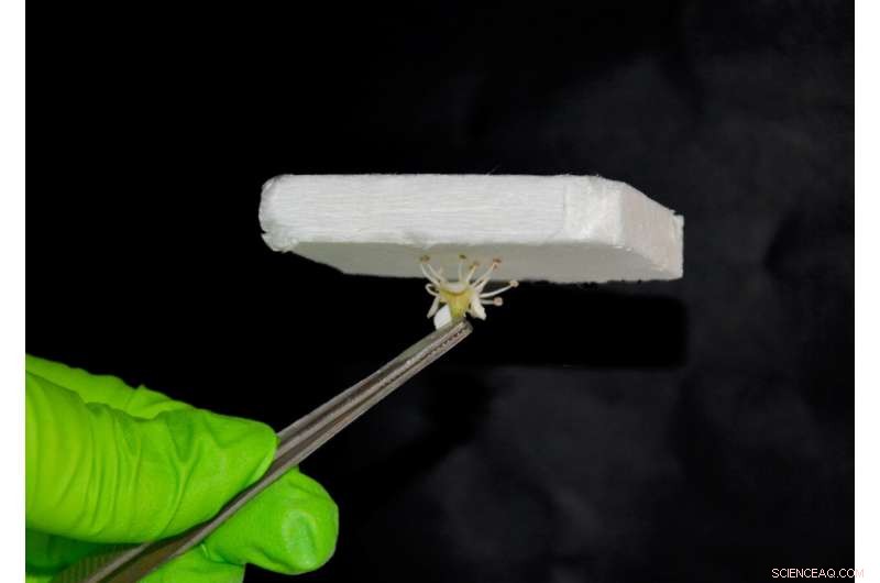 Aerogel-Integrated Wood Outperforms Conventional Plastic Insulation