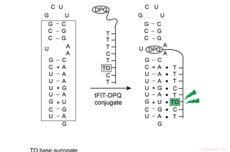 Fluorescent Probe Lights Up Influenza A Virus, Revolutionizing Targeted Detection