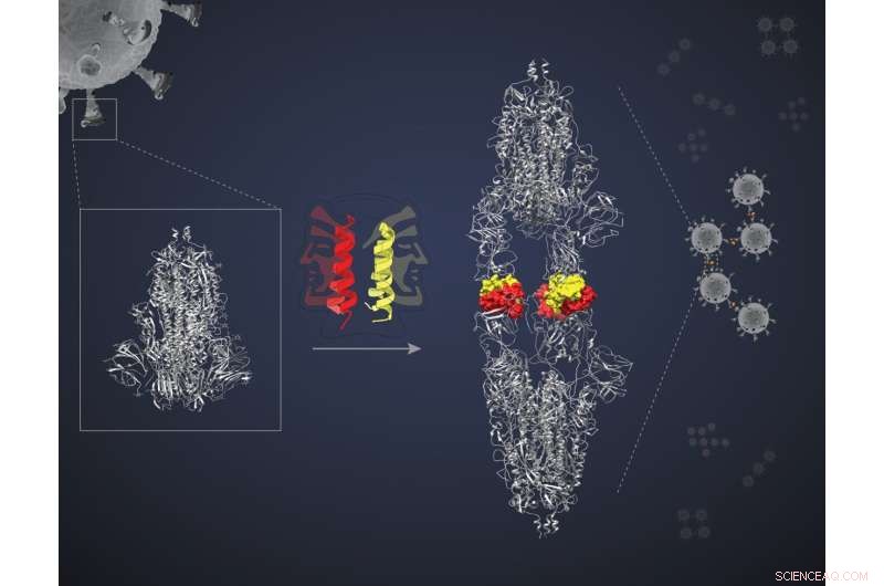 Dual-Action Miniproteins Target SARS-CoV-2 Spike Proteins, Offering a New Antiviral Approach