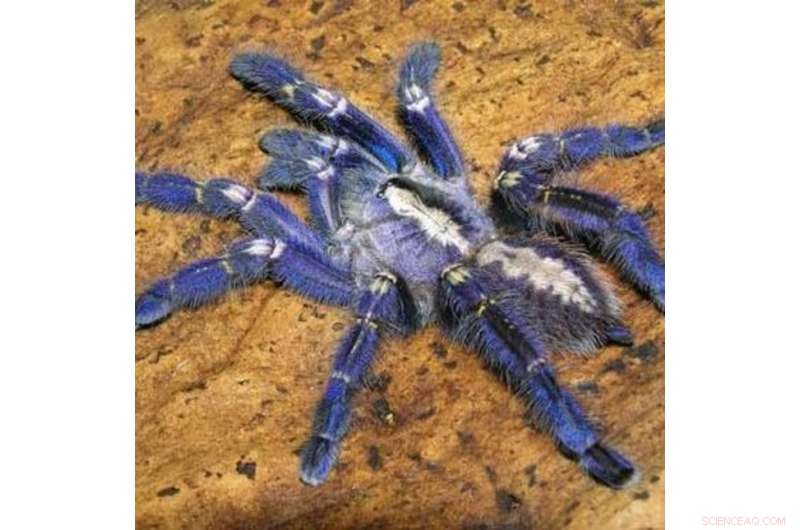 Advancing 4D Printing Through Structural Color Engineering