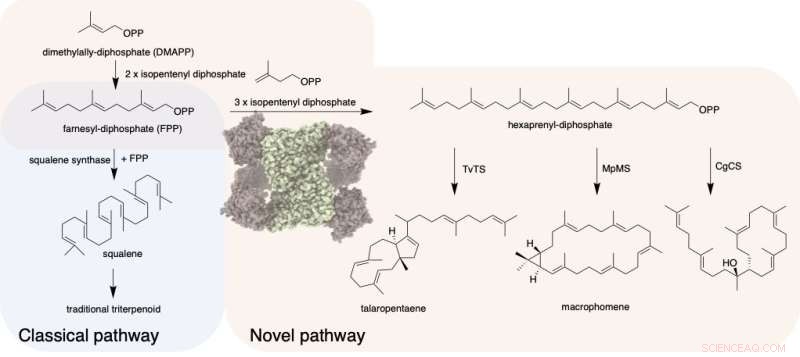 Scientists Unveil Novel Triterpene Pathway, Expanding Drug Discovery Horizons
