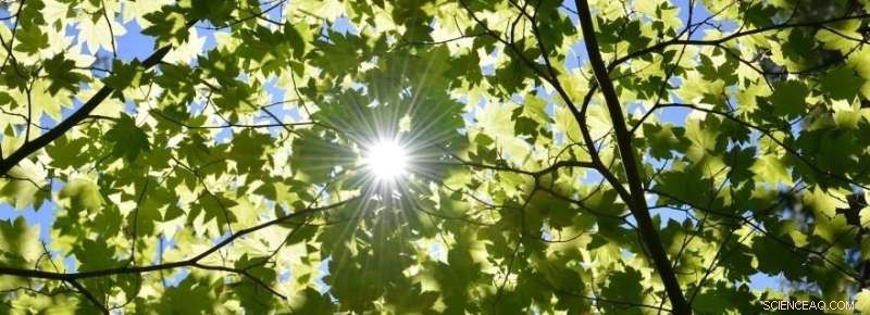 Scientists Edge Closer to Practical Artificial Photosynthesis