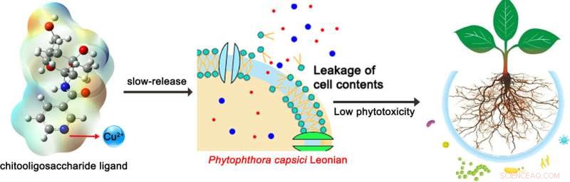 Innovative Low‑Toxicity Organic Copper Fungicides: A New Approach