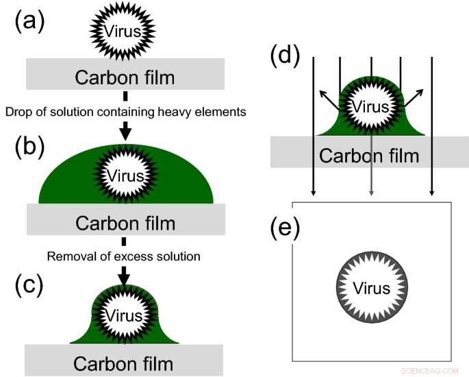 Revolutionary Non-Radioactive Reagent Delivers Crystal-Clear Virus Imaging