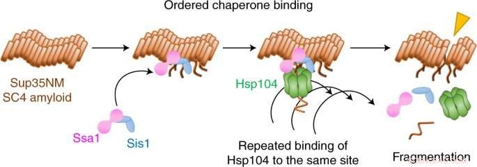 Three Yeast Chaperones Collaboratively Disassemble Amyloid Fibrils