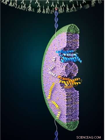 Human Membrane Proteins: Achieving Evolutionary Balance