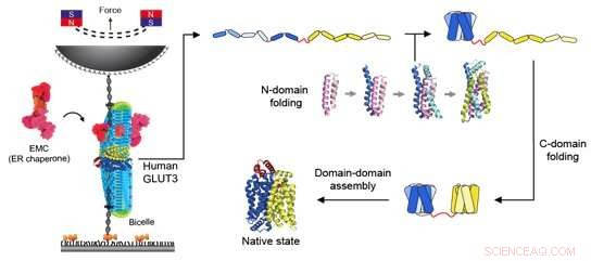 Human Membrane Proteins: Achieving Evolutionary Balance