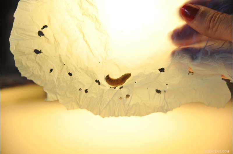 Wax Worm Saliva Houses Enzymes that Degrade Plastic, Opening New Recycling Pathways