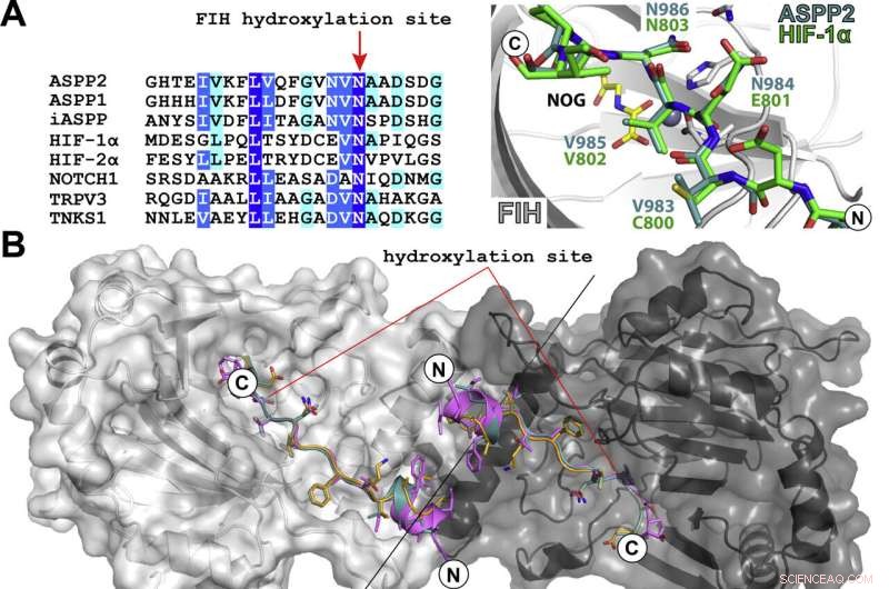 Hydroxylation of ASPP2 and Other Ankyrin Repeat Proteins by FIH: Structural Insights