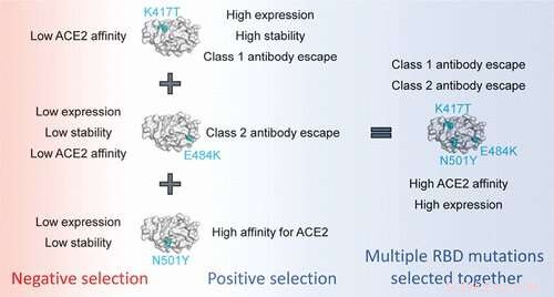 Three Key Mutations Drive the Emergence of New SARS-CoV-2 Variants