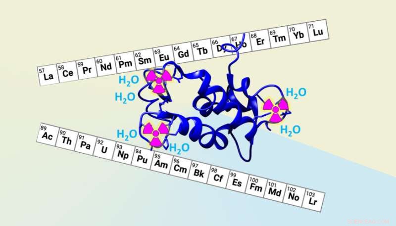 Harnessing Engineered Proteins to Capture Radioactive Metals from Nuclear Waste