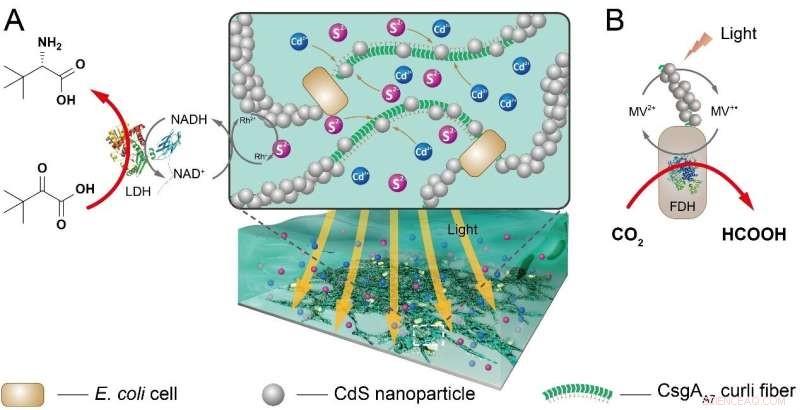 Bacterial Biofilms Enable Biocompatible Interfaces for Semi‑Artificial Photosynthesis