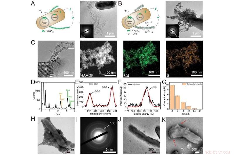 Bacterial Biofilms Enable Biocompatible Interfaces for Semi‑Artificial Photosynthesis