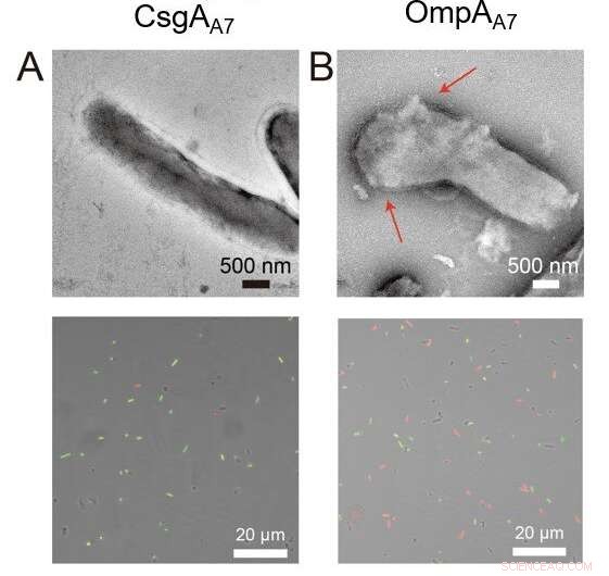 Bacterial Biofilms Enable Biocompatible Interfaces for Semi‑Artificial Photosynthesis