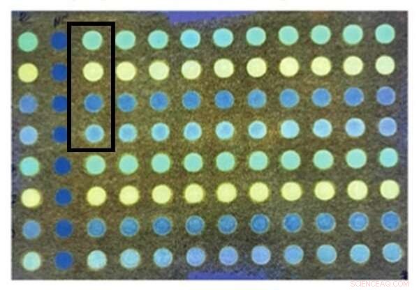 Affordable Paper-Based Sensor Accurately Identifies Pathogenic Bacteria