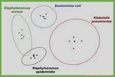 Affordable Paper-Based Sensor Accurately Identifies Pathogenic Bacteria