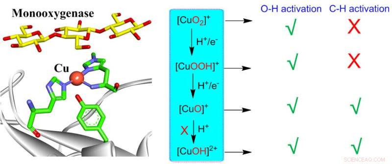 Understanding Copper-Oxygen Mediated C‑H and O‑H Activation: A Theoretical Insight