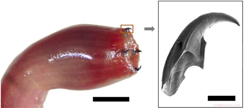Scientists Reveal How Bloodworms Forge Their Unique Copper Teeth